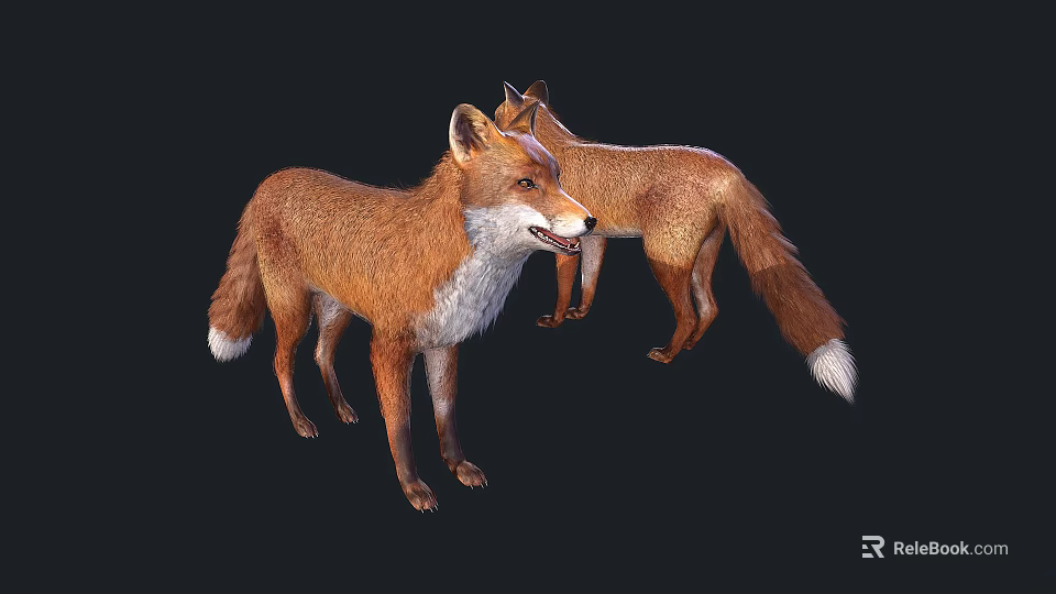 Detailed Realistic 3D Model of Two Red Foxes Standing on Black Background 3d model 