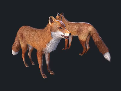 Detailed Realistic 3D Model of Two Red Foxes Standing on Black Background 3d model