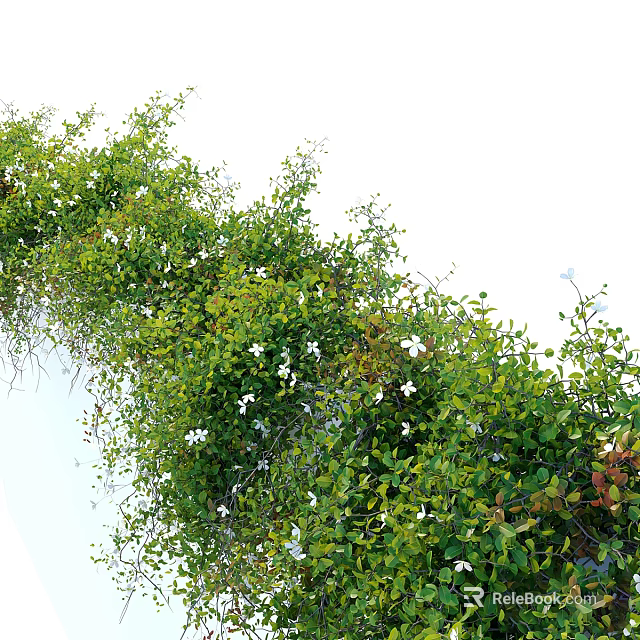 Lush Green Climbing Vines With White Blooming Flowers Fresh Leaves And Natural Growth 3d model 