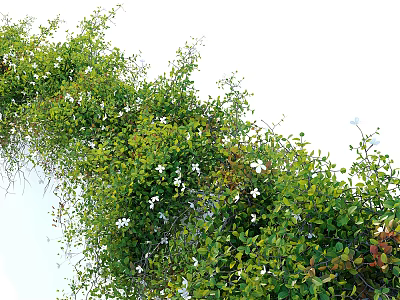 Lush Green Climbing Vines With White Blooming Flowers Fresh Leaves And Natural Growth 3d model