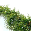Lush Green Climbing Vines With White Blooming Flowers Fresh Leaves And Natural Growth