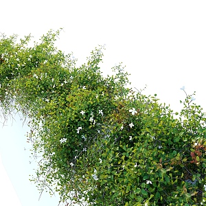 Modern Green Plant Vine Wall Creeper Plant Pile Climbing Plant 3d model