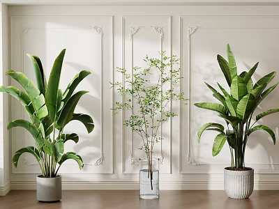 Three Different Potted Plants in Gray Transparent White Planters with Decorative Wall and Wooden Floor 3d model