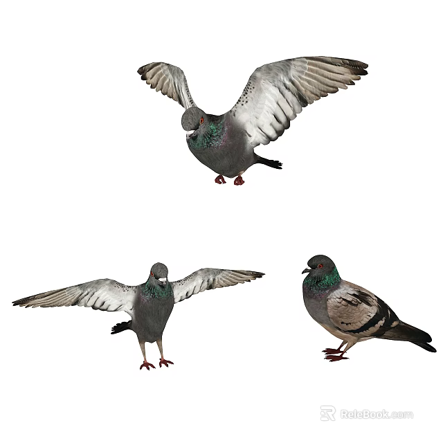 Three Pigeons in Various Flying and Standing Poses with Spread Wings 3d model