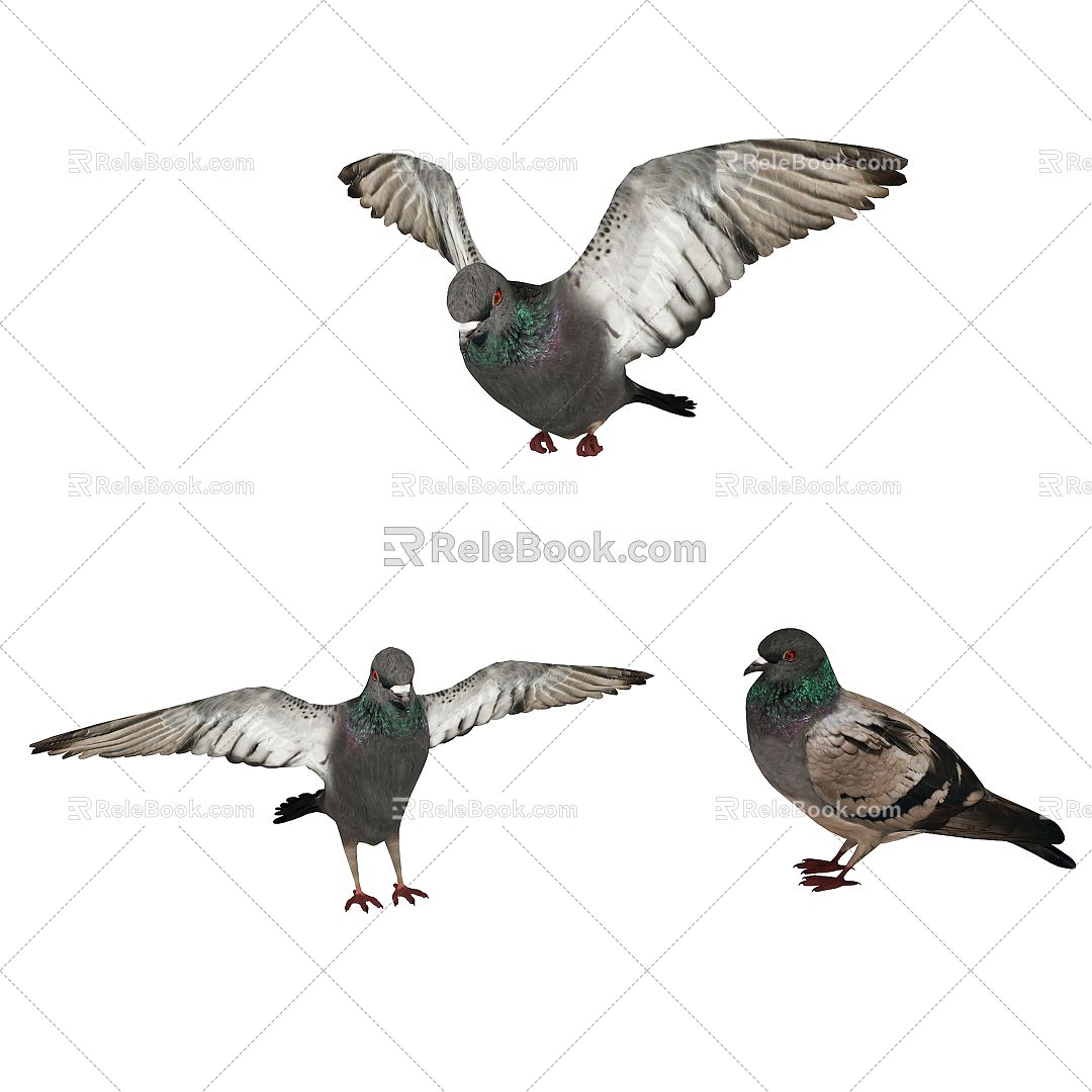 Modern pigeon animal bird pigeon 3d model