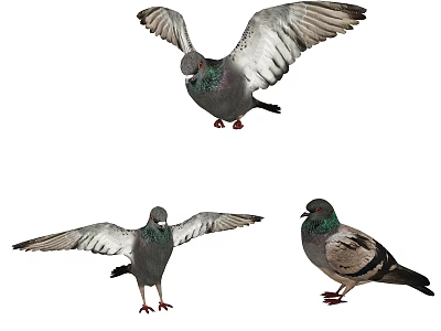 Three Pigeons in Various Flying and Standing Poses with Spread Wings 3d model