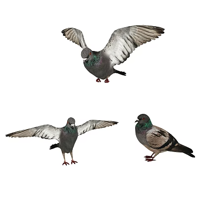 Three Pigeons in Various Flying and Standing Poses with Spread Wings 3d model