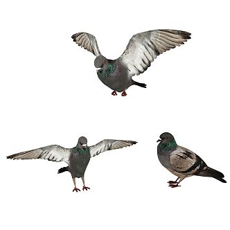 Modern pigeon animal bird pigeon 3d model