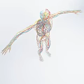 Full Body Human Anatomy Diagram Showing Vascular and Skeletal Systems for Medical Devices
