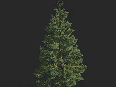 Tall Evergreen Arbor With Lush Green Foliage And Natural Branch Growth 3d model