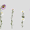 Vibrant Purple White and Pink Flowers with Green Stems and Leaves on Gray Background