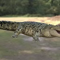 Large Crocodile Reptile With Open Mouth In Natural Grassland And Trees Habitat