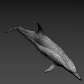 Graceful Dolphin Swimming In Deep Ocean With Sleek Body And Long Beak