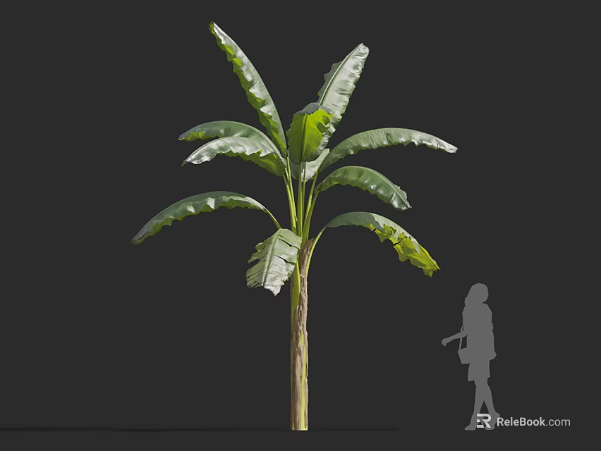 Banana Tree With Large Green Leaves And Tall Trunk Against Dark Background With Person Silhouette 3d model 
