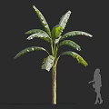 Banana Tree With Large Green Leaves And Tall Trunk Against Dark Background With Person Silhouette