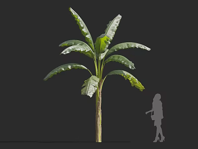 Banana Tree With Large Green Leaves And Tall Trunk Against Dark Background With Person Silhouette 3d model
