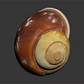 Orange and White Spiral Conch with Reflection on Dark Background
