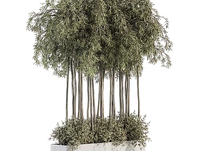 Bonsai Potted Plant With Slender Trunks And Lush Green Foliage In Square Container 3d model