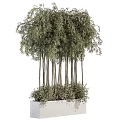 Bonsai Potted Plant With Slender Trunks And Lush Green Foliage In Square Container
