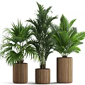 Indoor Plant Pots Featuring Various Large Green Plants In Brown Woven Texture On White Stands