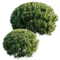Vibrant Green Round Shrubs With Lush Dense Foliage In Natural Landscape