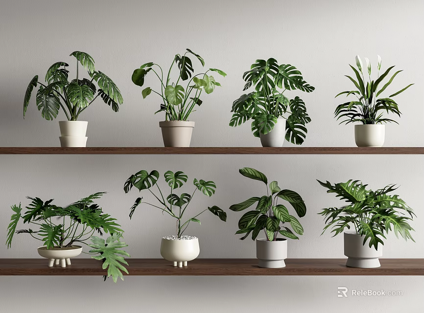 Indoor Display Of Green Potted Plants On Wooden Shelves With Various Leaf Shapes 3d model 