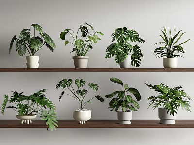 Indoor Display Of Green Potted Plants On Wooden Shelves With Various Leaf Shapes 3d model