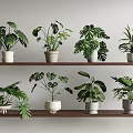 Indoor Display Of Green Potted Plants On Wooden Shelves With Various Leaf Shapes