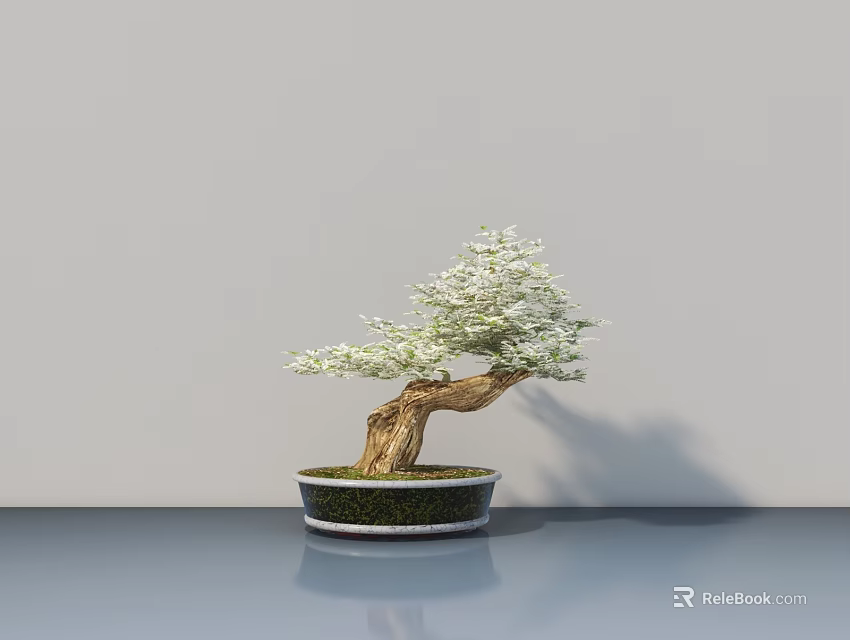 Graceful Bonsai Tree With Curved Trunk And Green Foliage In Light Pot On Gray Tabletop 3d model 