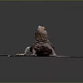 Bearded Dragon Standing On Red Brick Surface With Gray Grout Lines 3d model