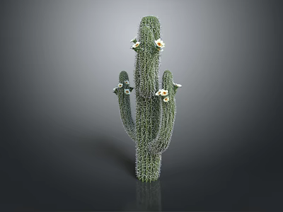Green Cactus Plant With Multiple Branches And White Flowers On Gray Background 3d model