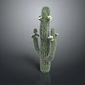 Green Cactus Plant With Multiple Branches And White Flowers On Gray Background