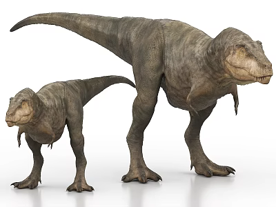 Realistic Tyrannosaurus Rex Dinosaur Models Large And Small On White Background 3D Rendering 3d model