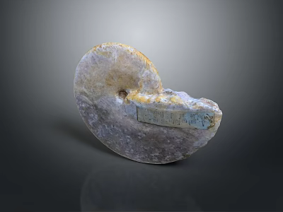 Translucent Nautilus Fossil Ancient Aquatic Animal With Spiral Shape Label And Purple Yellow Hues 3d model