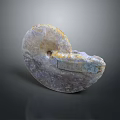 Translucent Nautilus Fossil Ancient Aquatic Animal With Spiral Shape Label And Purple Yellow Hues