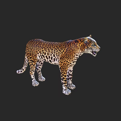 Modern cheetah 3d model Modern cheetah 3d model