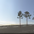 Tall Arbor Trees With Straight Trunks Green Foliage And Varied Crown Shapes