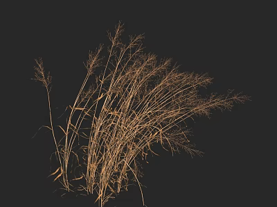 Wispy Dry Grass Silhouette With Thin Stems Against Black Background 3d model