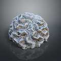 Gray Brain Coral An Aquatic Animal In Marine Environment With Detailed Texture