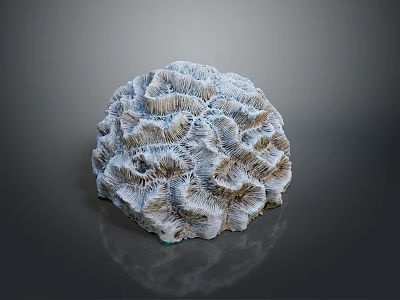 Gray Brain Coral An Aquatic Animal In Marine Environment With Detailed Texture 3d model