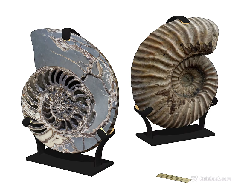Decorative Ornament Set Featuring Ammonite Fossils on Black Stands with Natural Spiral Patterns 3d model