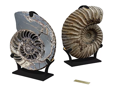 Decorative Ornament Set Featuring Ammonite Fossils on Black Stands with Natural Spiral Patterns 3d model