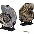 Decorative Ornament Set Featuring Ammonite Fossils on Black Stands with Natural Spiral Patterns 3d model