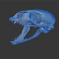 Detailed Animal Skull Organ Structure With Visible Bone And Sharp Teeth