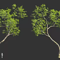 Tall Curved Trees With Green Foliage And Human Figure For Scale