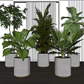 Indoor Potted Plants Collection With Different Green Foliage In White Modern Pots