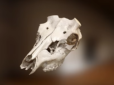 High Precision Medical Animal Skull Model For Veterinary Anatomy Education Training 3d model