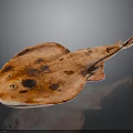 Orange Red Ray with Flat Body and Dark Spots on Black Background Showing Reflection