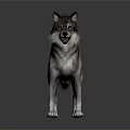 Realistic 3D Wolf Dog Model Standing On Shiny Floor Dark Background 3d model