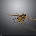 Detailed View Of Wasp With Spread Wings And Yellow Black Stripes On Dark Background